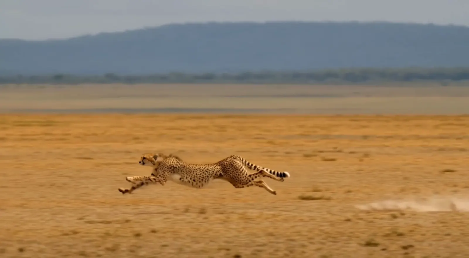 FLUX 3 image: cheetah running across the savanna