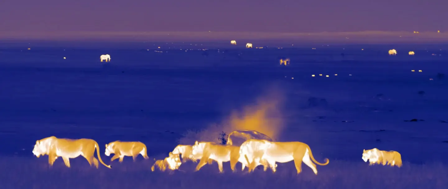 FLUX 3 image: infrared thermal-camera view of a lion pride crossing the savanna at night